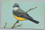 The Western Kingbird, Tyrannus Verticalis, Vintage Post Card.