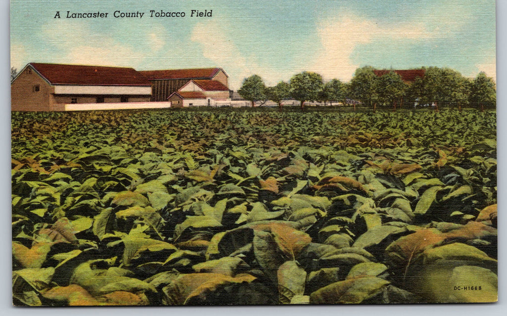 Landcaster County Tobacco Field, Vintage Post Card