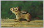 The Eastern Chipmunk, Canadian Wildlife, Vintage Post Card.