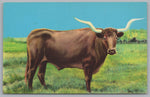 Vanishing American, Famous Texas Longhorn Steer, Vintage Post Card.