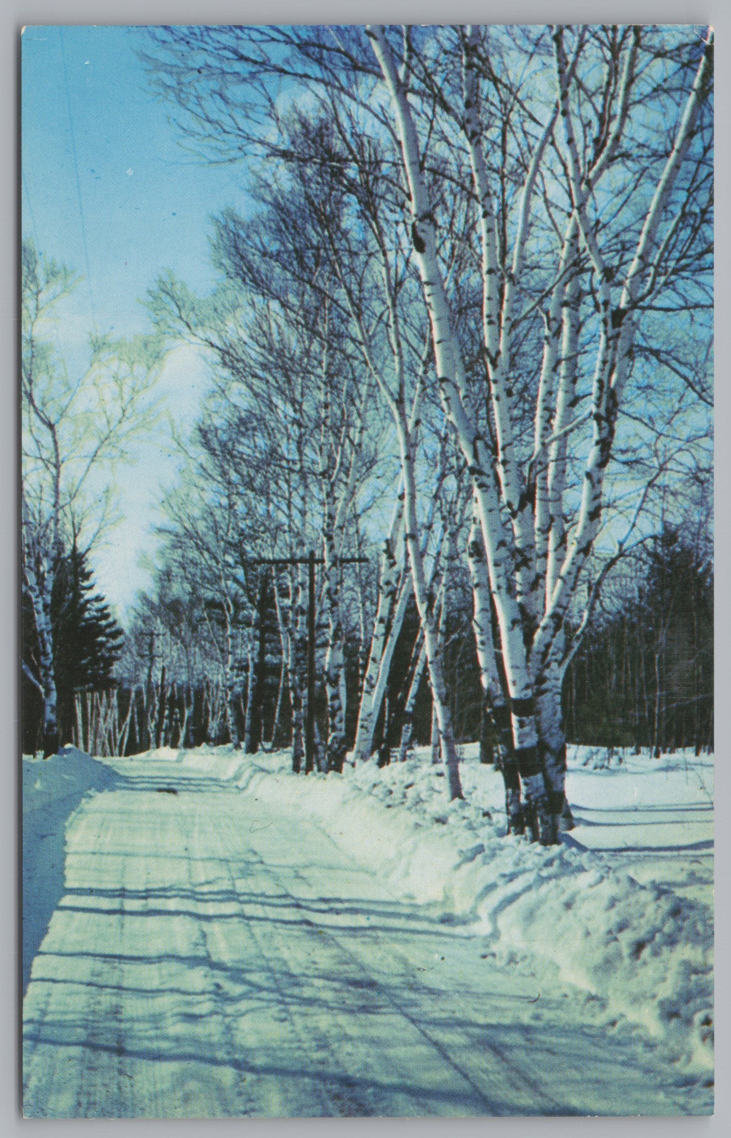 Ames Hill Birches, Brattleboro, Vermont, Vintage Post Card.