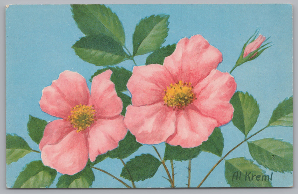 Wild Rose, Rosa Viginiana, Vintage Post Card.