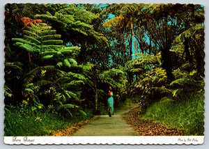 Fern Forest, Islands Of Hawaii, Vintage Post Card