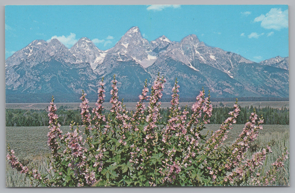 Wild Hollyhocks, Grand Teton National Park, Jackson Hole, Wyoming, VTG PC