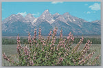 Wild Hollyhocks, Grand Teton National Park, Jackson Hole, Wyoming, VTG PC