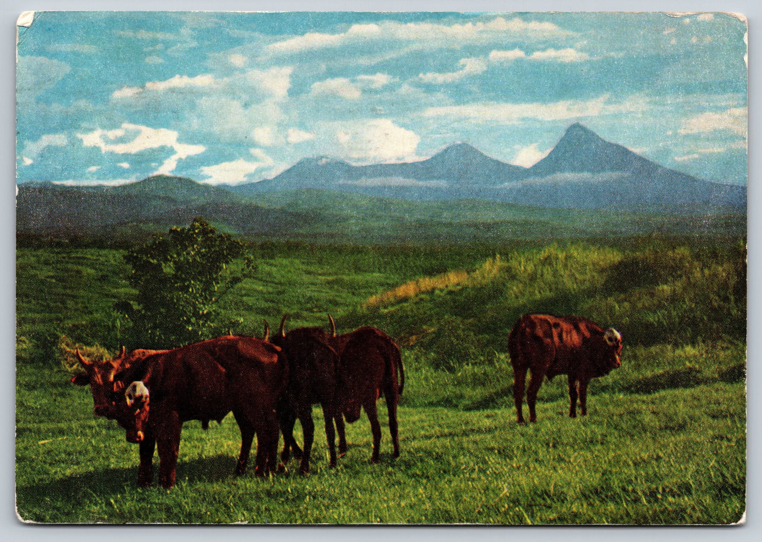 Cows On A Field, Congo Tourism, addressed to Doctors VTG PC