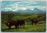 Cows On A Field, Congo Tourism, addressed to Doctors VTG PC