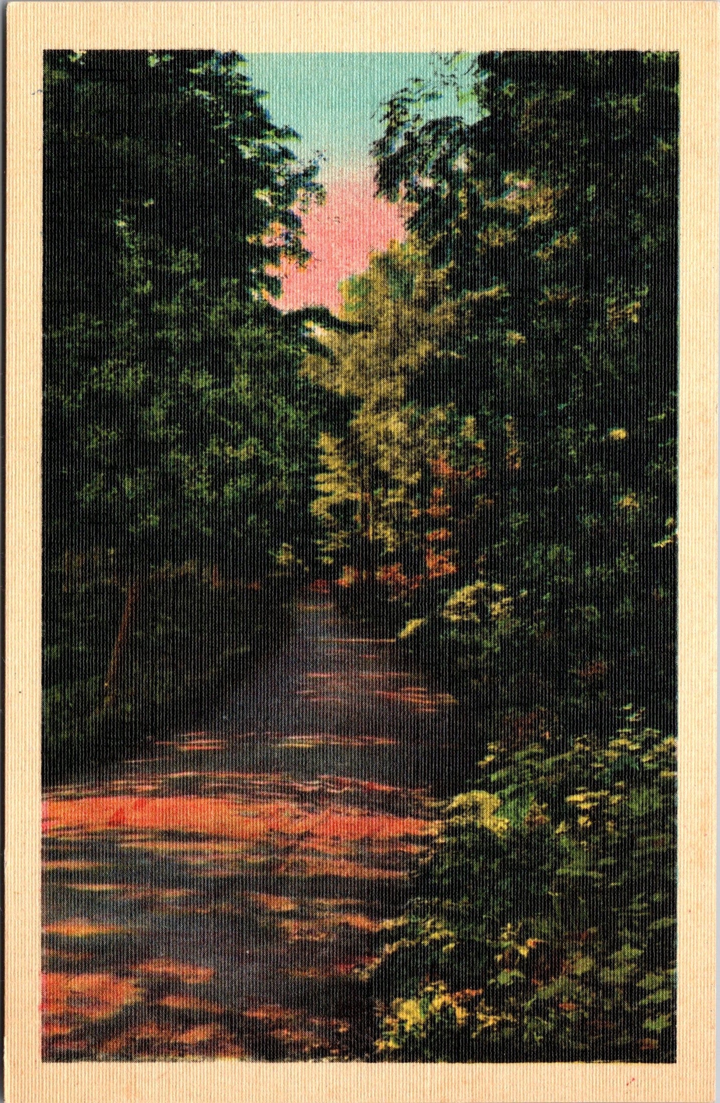 Scenic View Down A Path In The Forest, Beautiful Tall Trees, Vtg PC