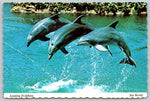 Leaping Dolphins, Sea World, Florida, Vintage Post Card