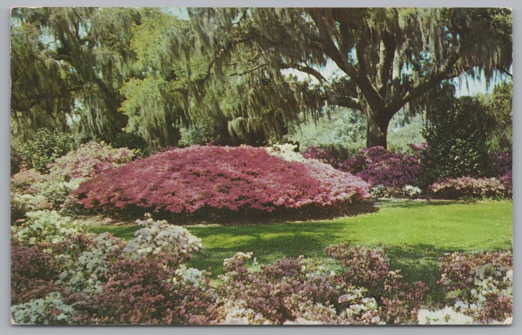 Spanish Moss, Azalea Gardens, Vintage Post Card.