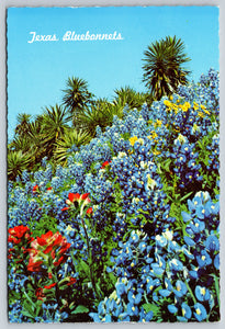 Texas Bluebonnets, USA, Vintage Post Card
