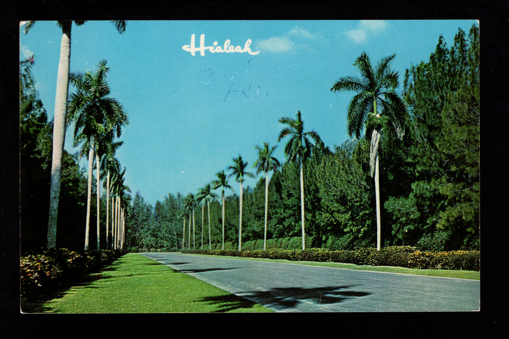 Royal Palm lined entrance to the clubhouse at Hialeah Racecourse, Vintage Post Card