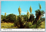 Mojave Yucca, Vintage Post Card