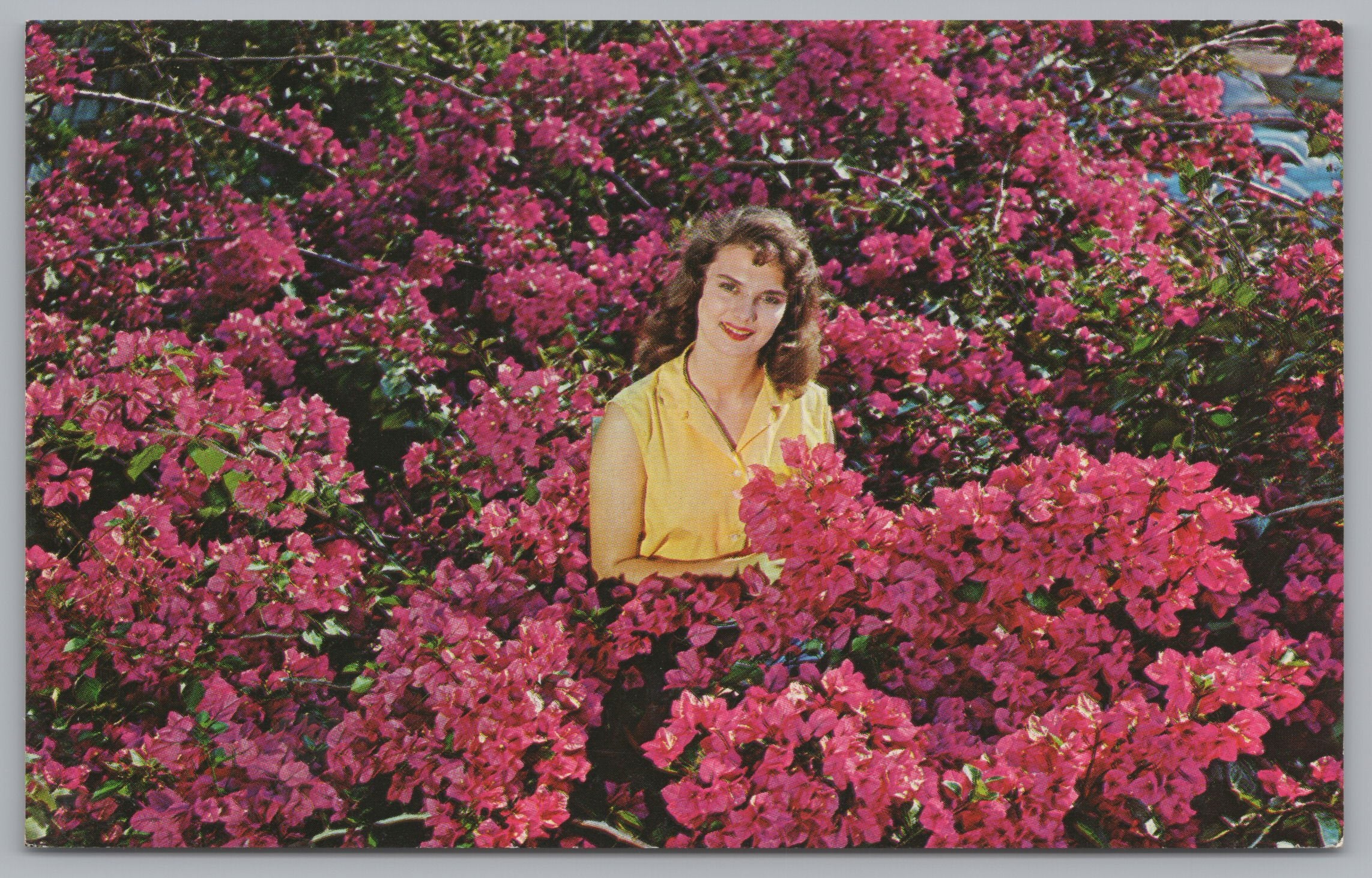 Bougainvillea, Sunken Gardens, St. Petersburg, Florida, USA, Vintage Post Card.