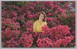 Bougainvillea, Sunken Gardens, St. Petersburg, Florida, USA, Vintage Post Card.