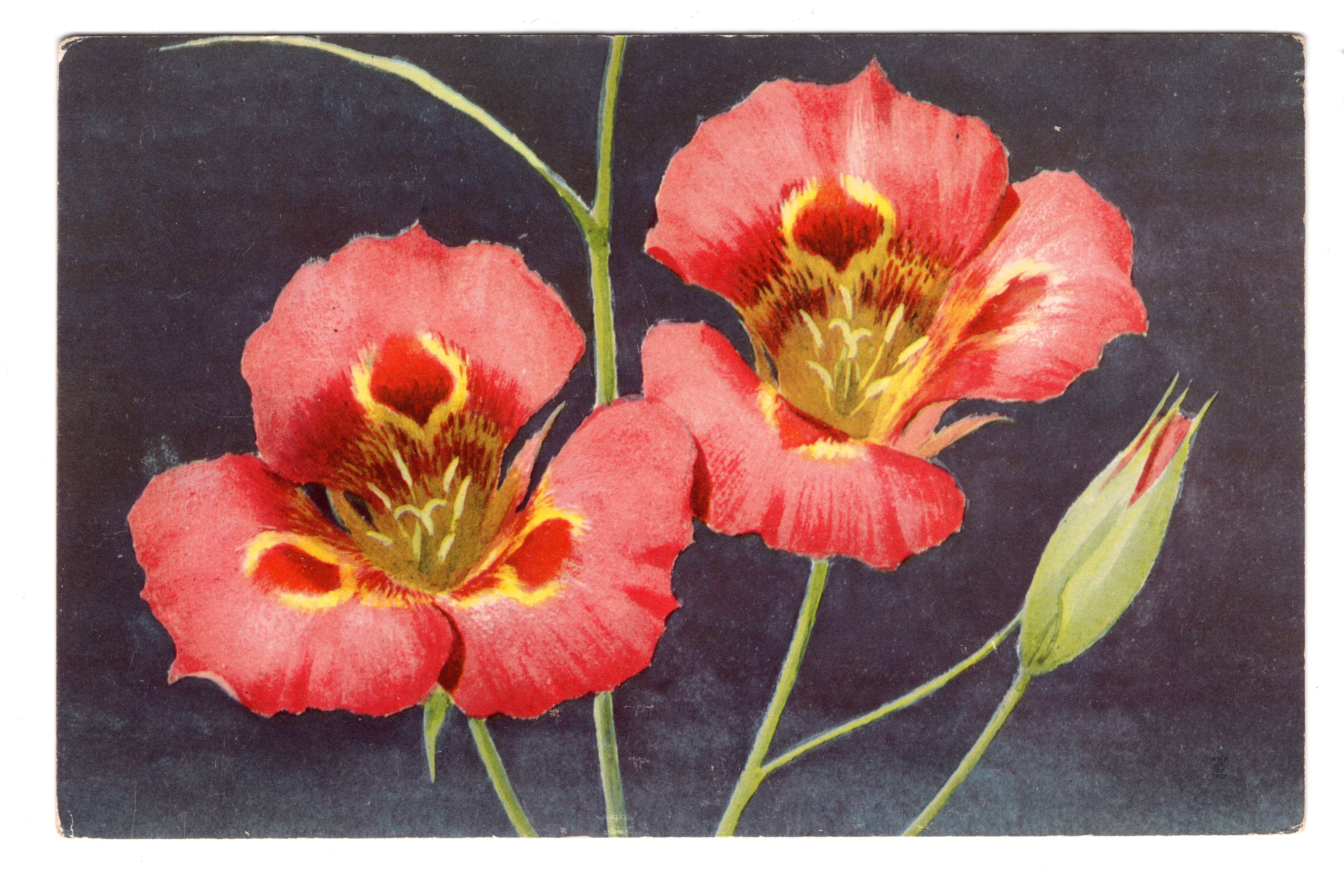 Mariposa Lily, Calochortus Venustus, Vintage Post Card