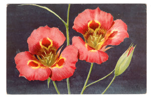 Mariposa Lily, Calochortus Venustus, Vintage Post Card