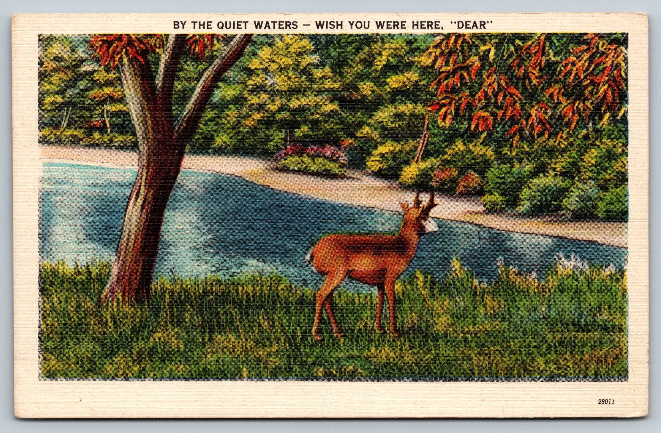 Deer Standing By The Quite Waters In The Forest, Vintage PC