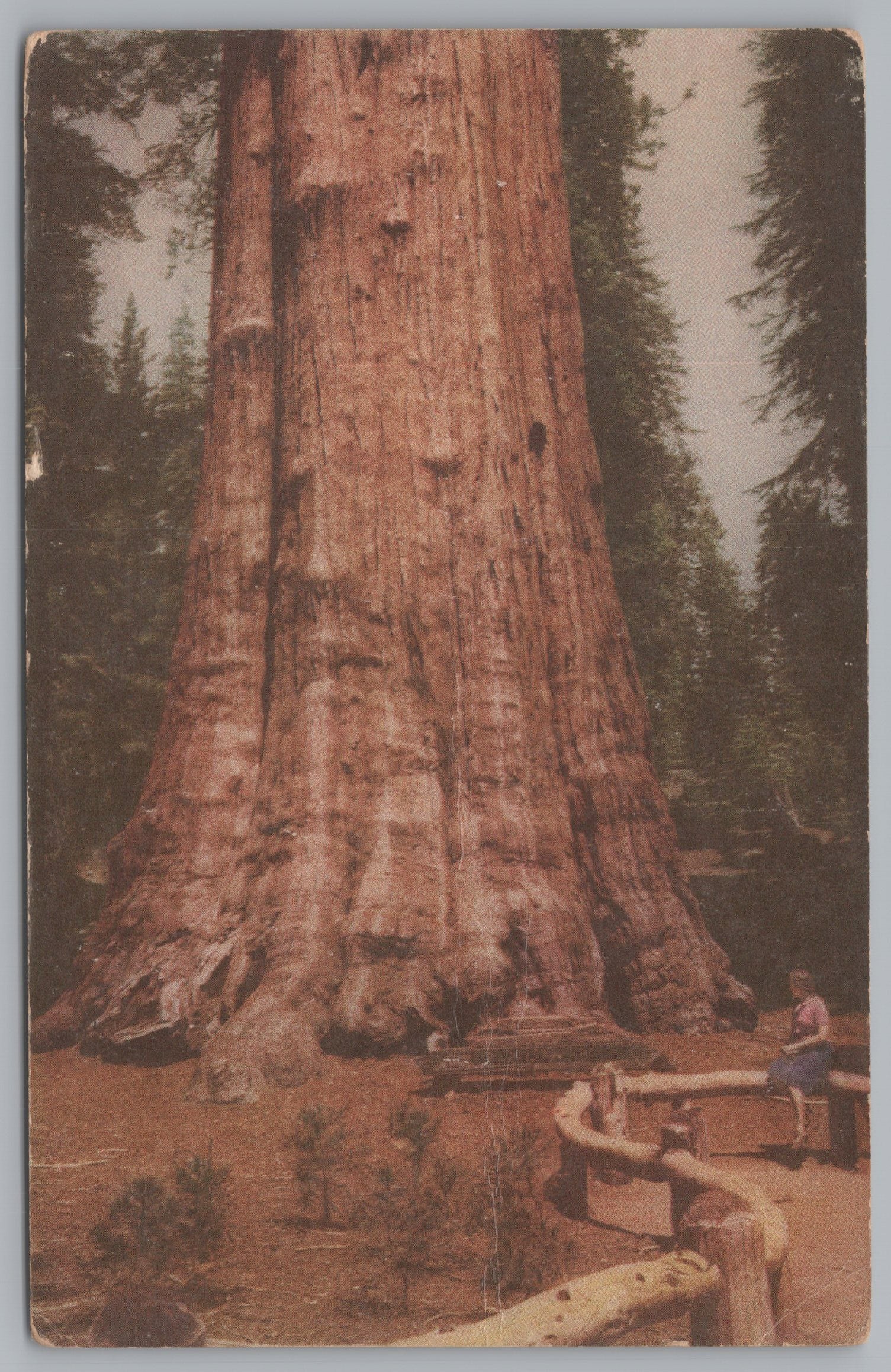 The Sequoia National Park, Home Of The Big Trees, California, Vintage Post Card.