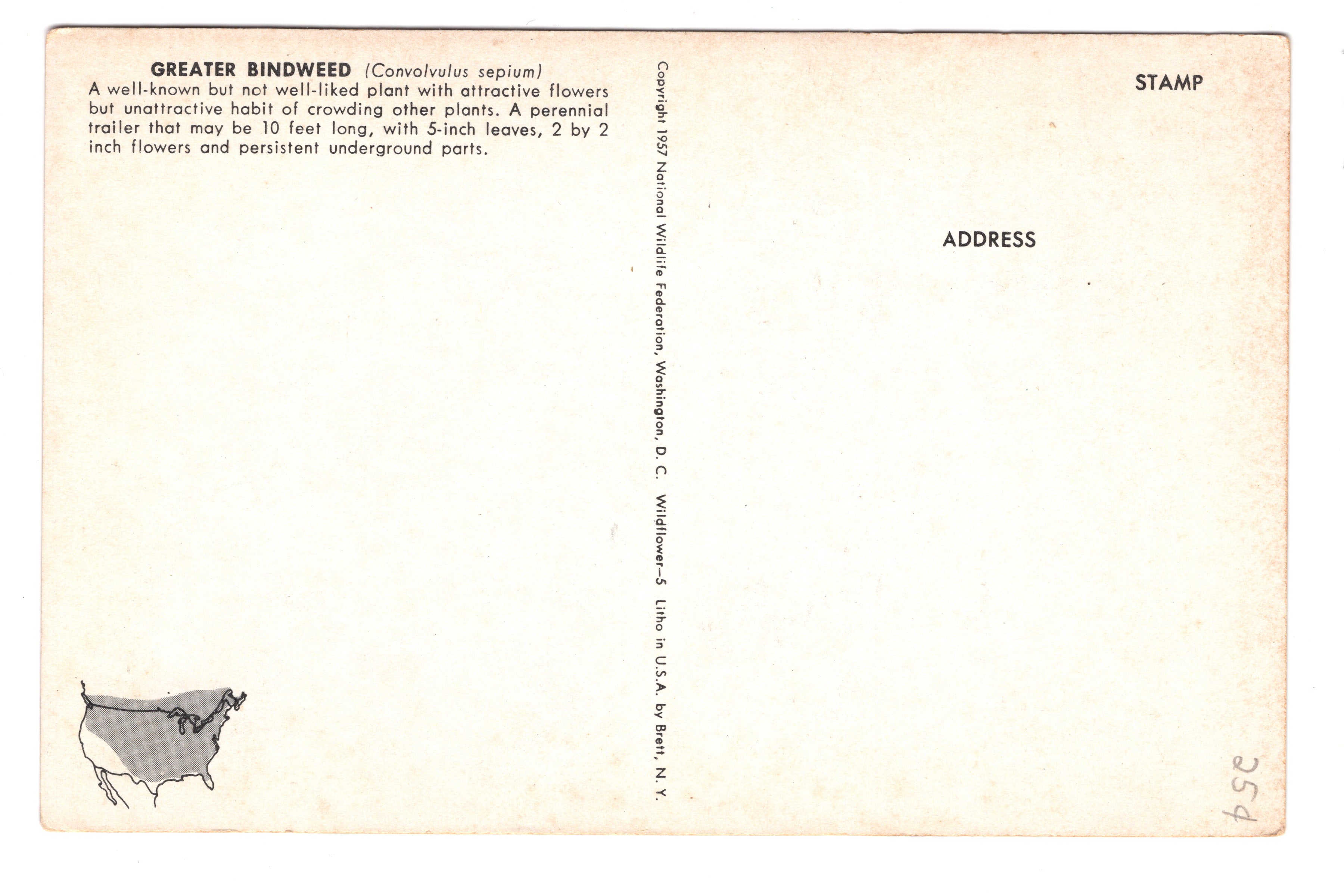 Greater Bindweed, Convolvulus Sepium, Vintage Post Card