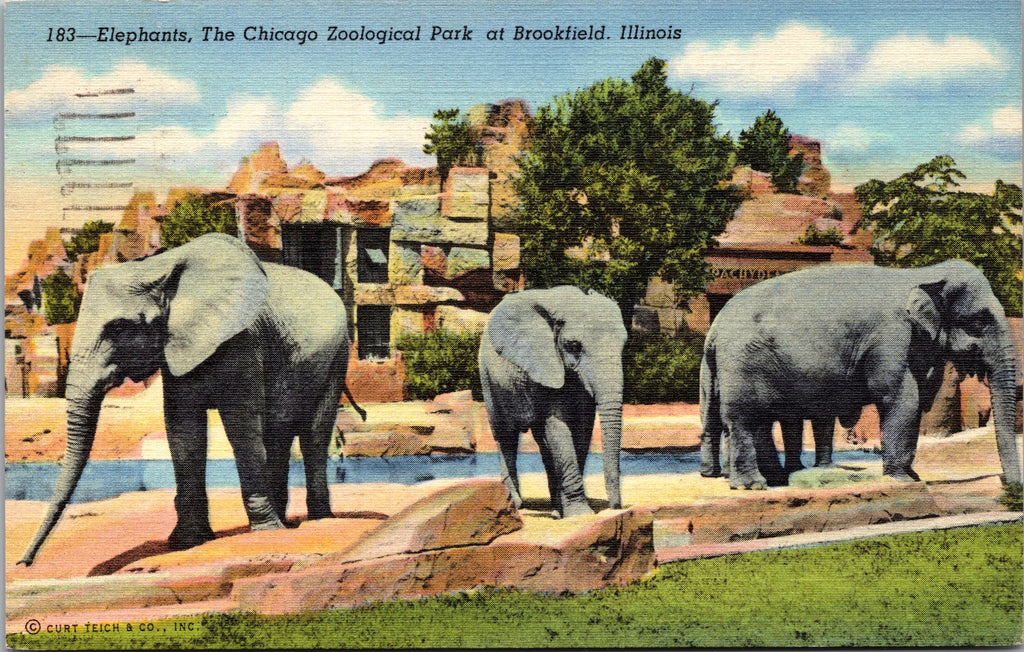 Elephants, The Chicago Zoological Park At Brookfield, Illinois, USA, Vintage PC