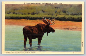 Bull Moose, Yellowstone, National Park, USA, Vintage Post Card