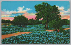 Beautiful Blue Bonnets, The State Flower Of Texas, USA, Vintage Post Card.