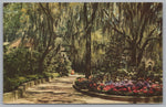 Beautiful Hydrangeas Framed With Spanish Moss, Vintage Post Card.