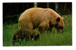 The Black Bear, Canada Vintage Post Card