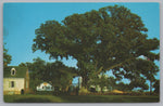 The Wye Oak Schoolhouse, Wye Mills, Maryland, USA, Vintage Post Card