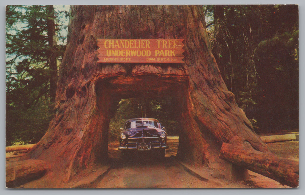 Chandelier Drive-Thru Tree, In Underwood Park And Redwood Highway, Vintage PC