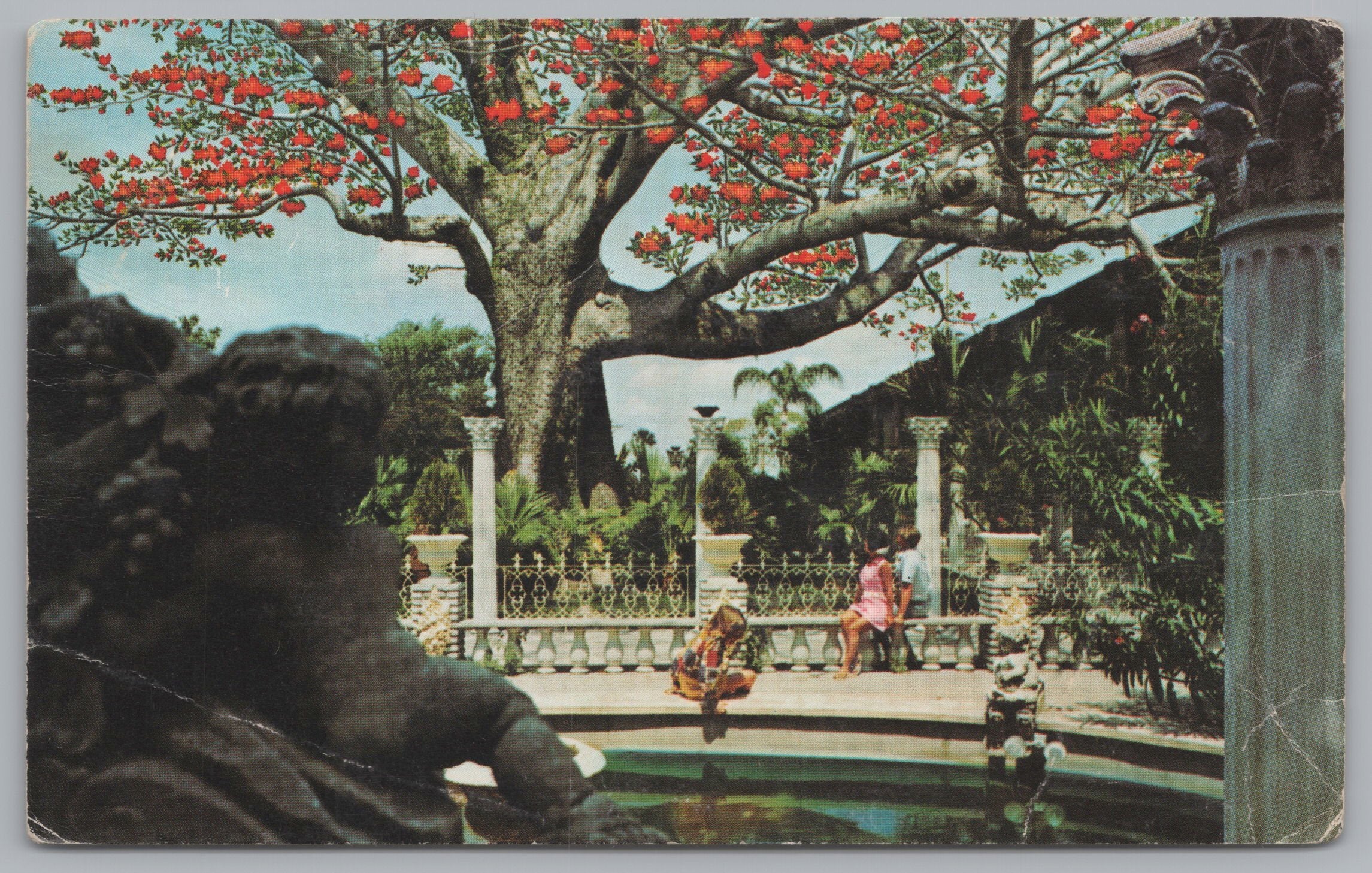 The Kapok Tree, Brought From India, Clearwater, Florida, USA, Vintage Post Card