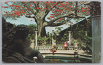 The Kapok Tree, Brought From India, Clearwater, Florida, USA, Vintage Post Card