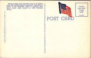 Royal Poinciana Trees, Miami, Florida, USA, Vintage Post Card