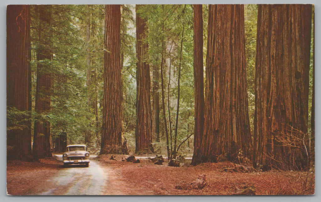 Armstrong Woods, Guerneville, California, USA, Vintage Post Card.