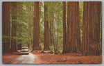 Armstrong Woods, Guerneville, California, USA, Vintage Post Card.