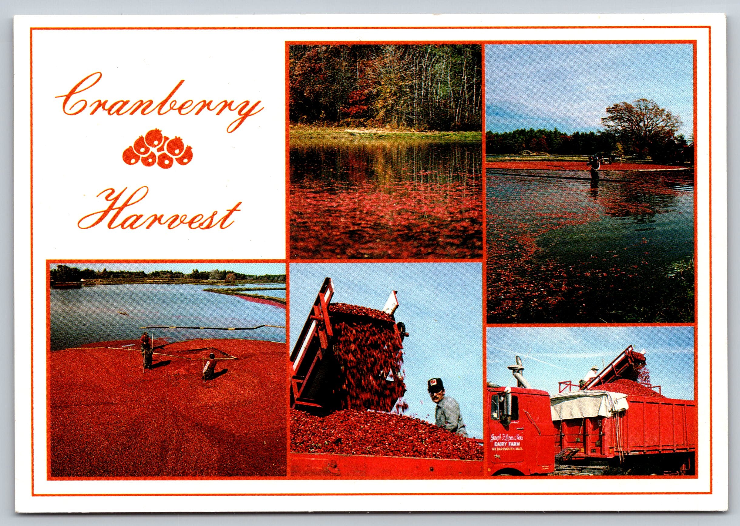 Cranberry Harvest, Cape Cod, Massachusetts, Vintage Post Card