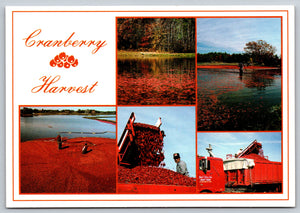 Cranberry Harvest, Cape Cod, Massachusetts, Vintage Post Card