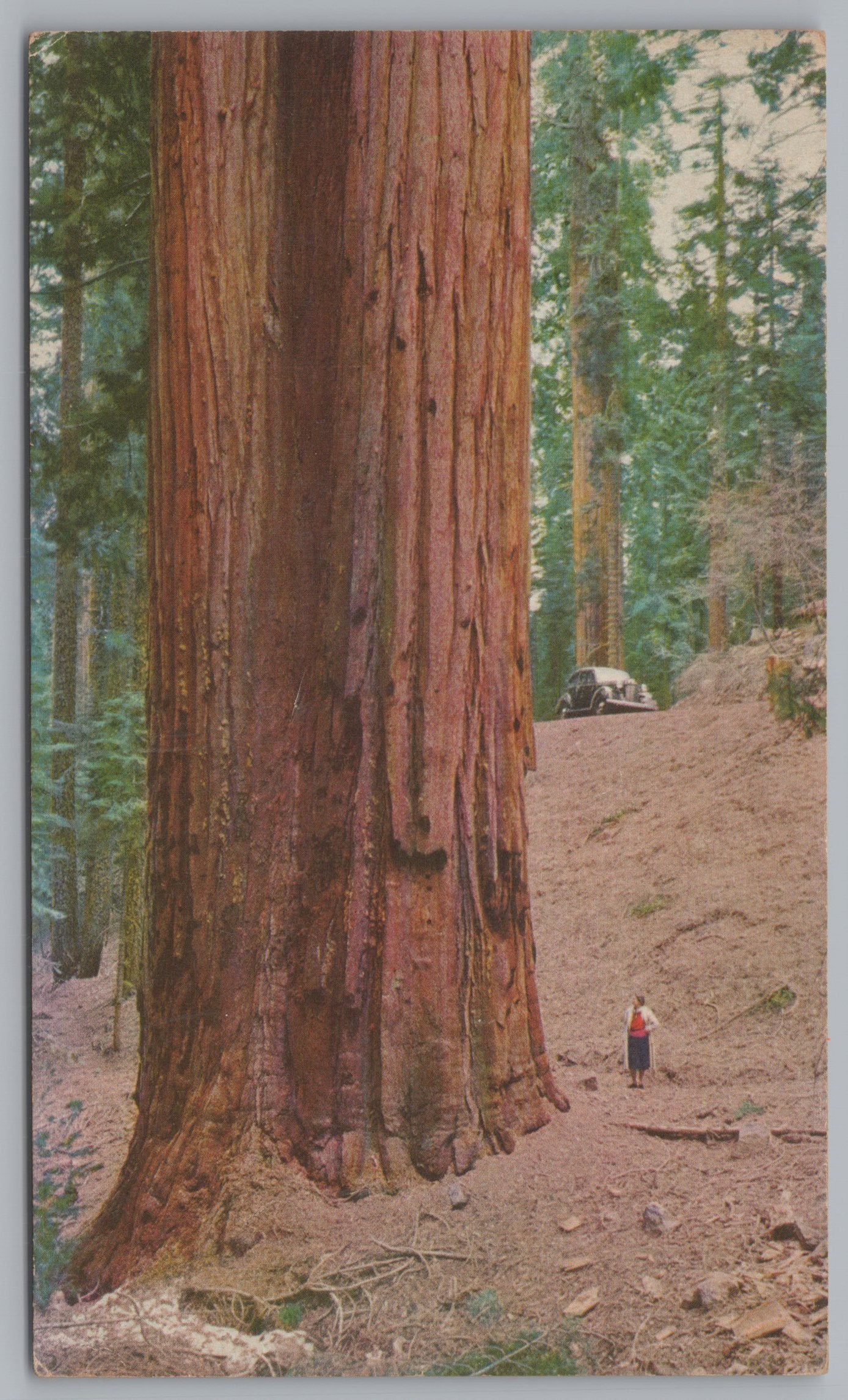 The Sequoia Gigantea, 40 Feet In Diameter, 60 Miles From Visalia, California, Vintage Post Card.