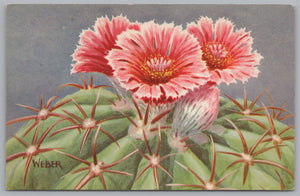 Devils Head Cactus, Echinocactus Texensis, The Horse-crippler Cactus, Vintage Post Card.