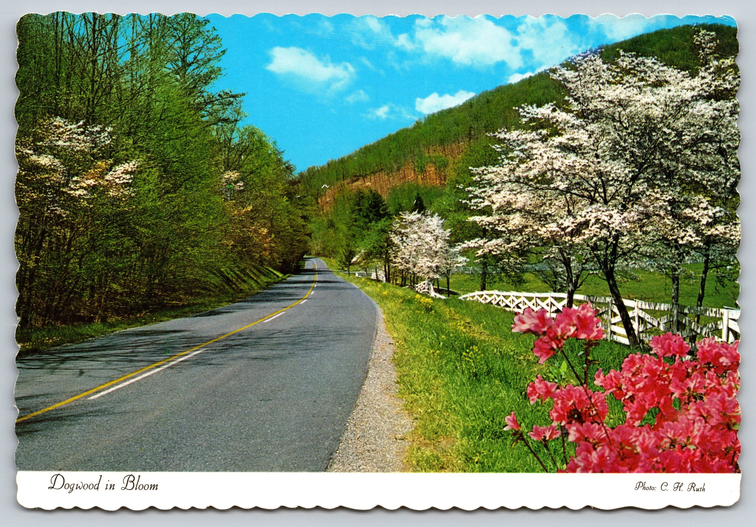 Dogwood In Bloom, North Carolina, Vintage Post Card