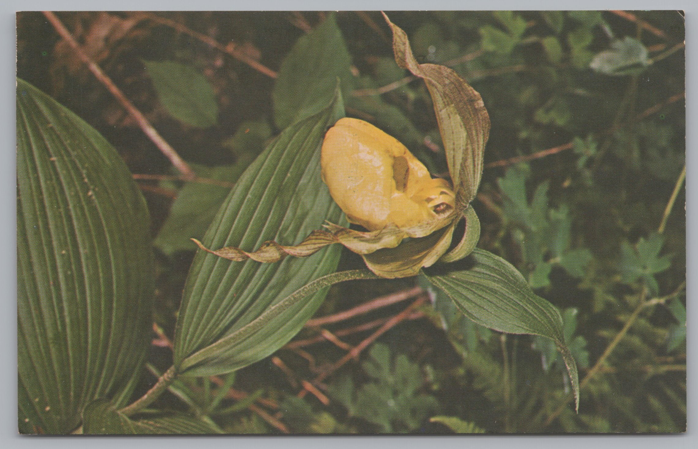 Yellow Lady’s Slipper Orchid, Cypripedium Parviflorum, Vintage Post Card.