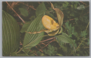 Yellow Lady’s Slipper Orchid, Cypripedium Parviflorum, Vintage Post Card.