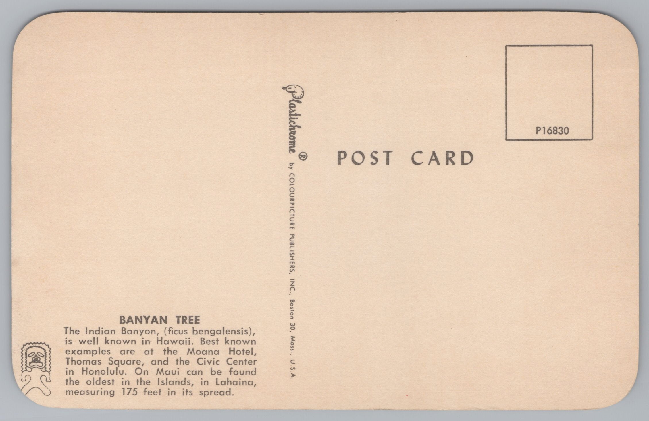 The Indian Banyan Tree Is Well Known In Hawaii, USA, Vintage Post Card