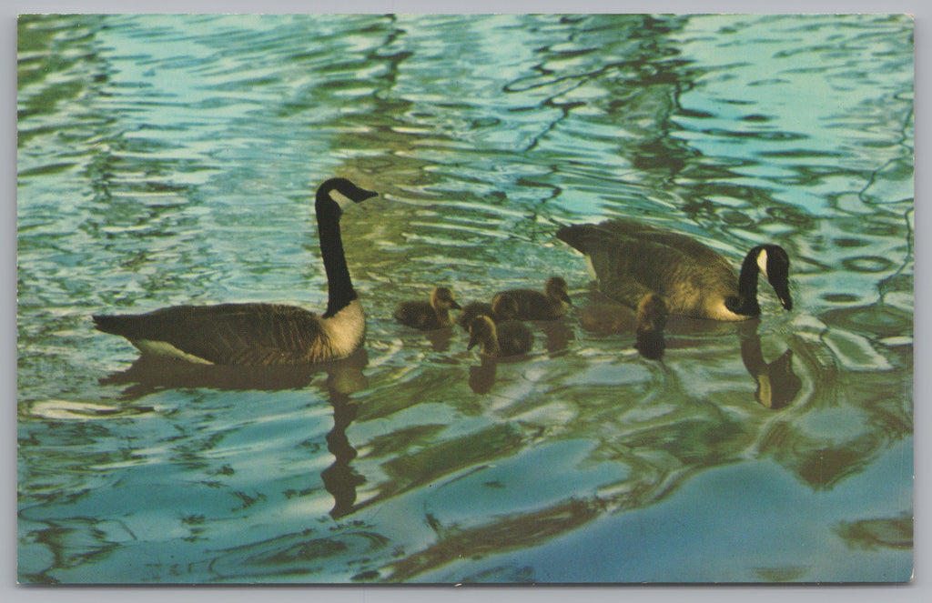 Canadian Wildlife, Geese And Goslings, Vintage Post Card.