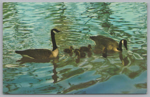 Canadian Wildlife, Geese And Goslings, Vintage Post Card.