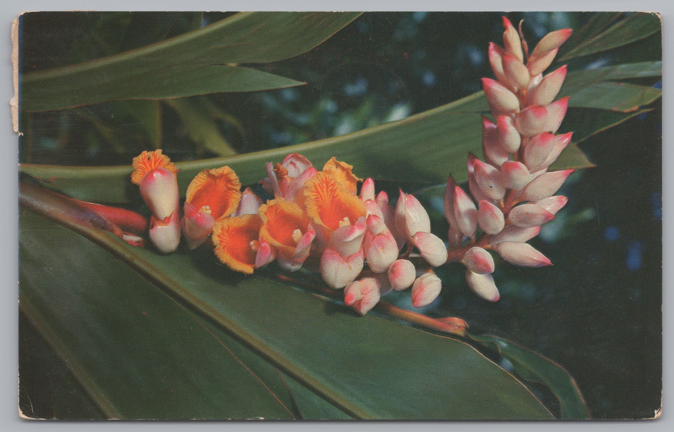 Shell Ginger, Alpinia Nutans, Hawaii Islands, USA, Vintage Post Card
