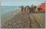 Big Haul On The Grand Strand, South Carolinas Scenic Resort Area, Vintage Post Card.