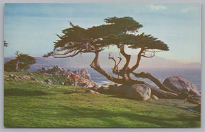 Cypress And Sea, Golf Capital Of The World, Vintage Post Card.