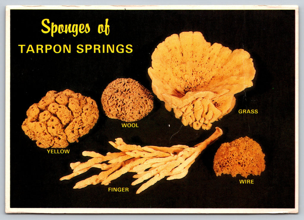 Sponges of Tarpon Springs, Florida, Vintage Post Card